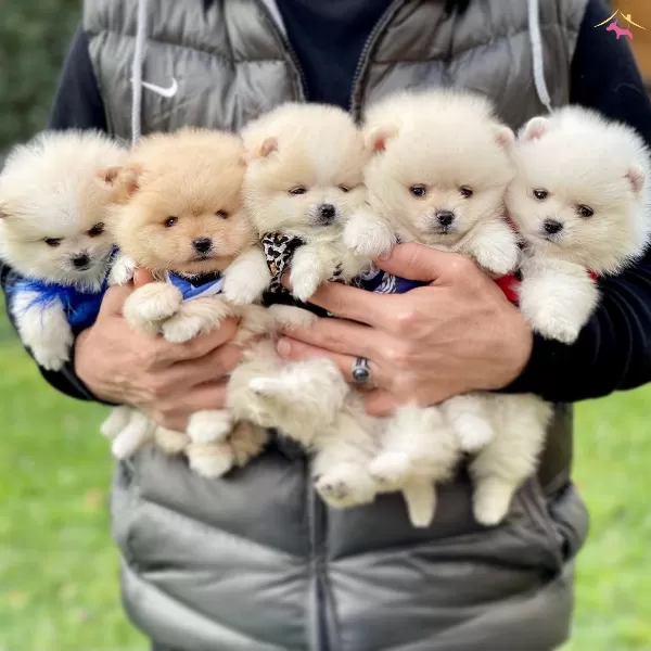 Pomeranian Boo Ayicik Tip Safkan Yavrularımız