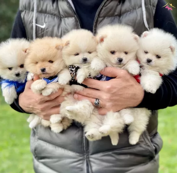 Pomeranian Boo Ayicik Tip Safkan Yavrularımız