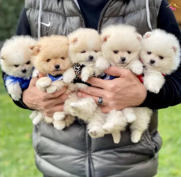 Pomeranian Boo Ayicik Tip Safkan Yavrularımız