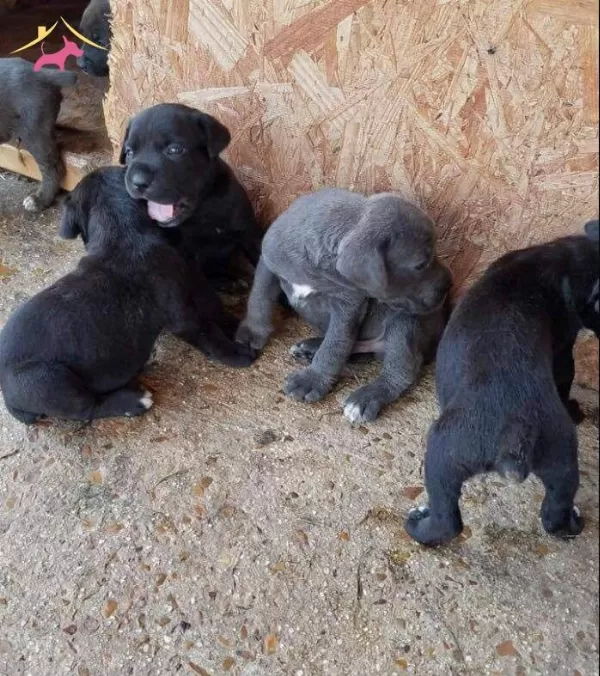 Cane Corso Mukemmel Kalite Yavrular