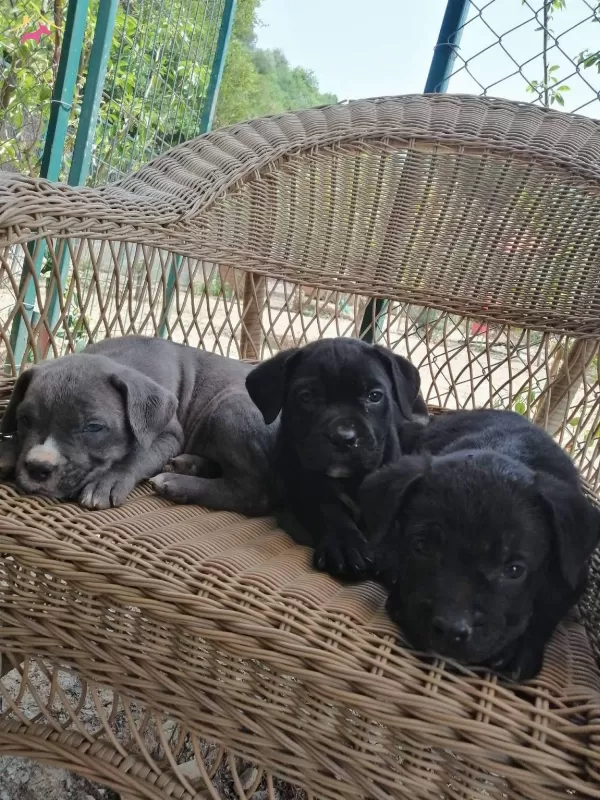 Cane Corso Mukemmel Kalite Yavrular