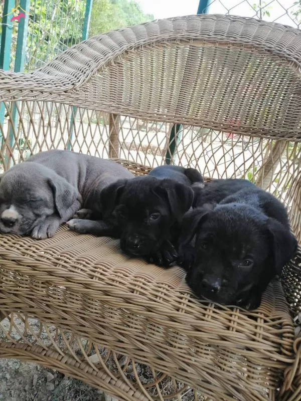 Cane Corso Mukemmel Kalite Yavrular