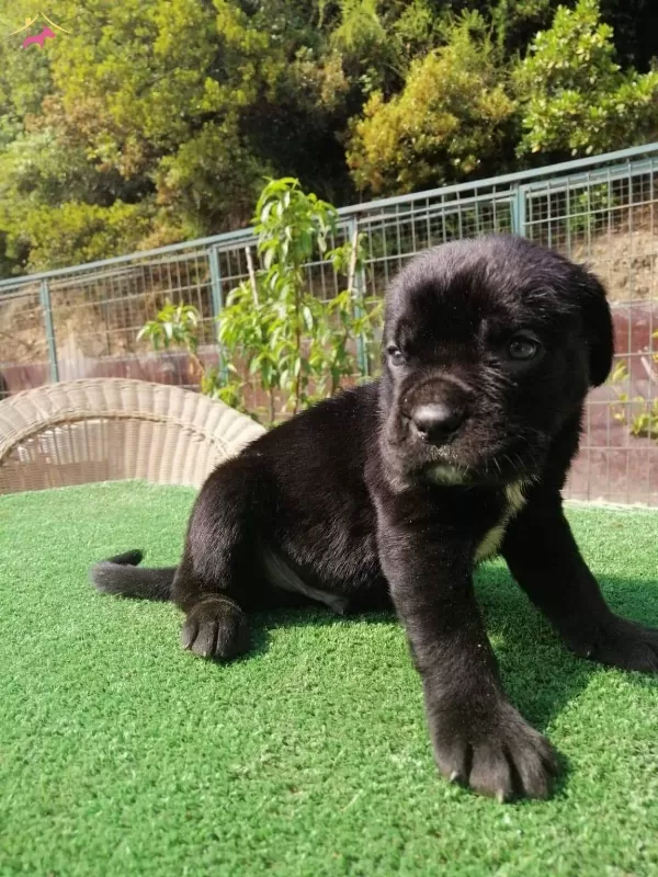 Dev Baba Dan Ust Kalite Corso Yavrularımız