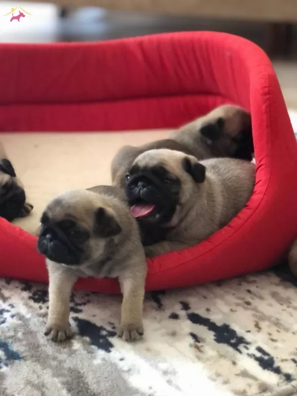 Pug Balşeker yavrular
