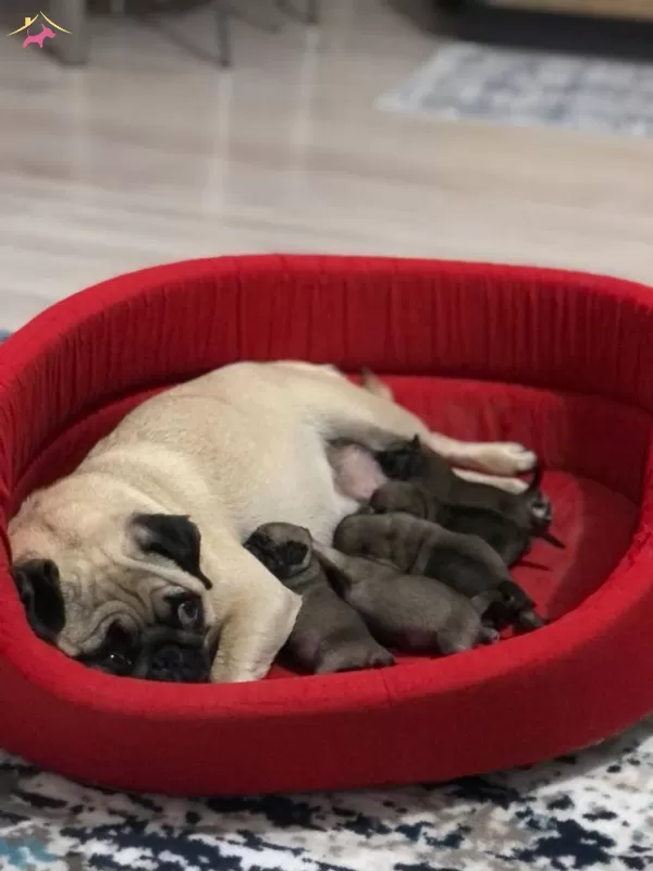 Pug Balşeker yavrular