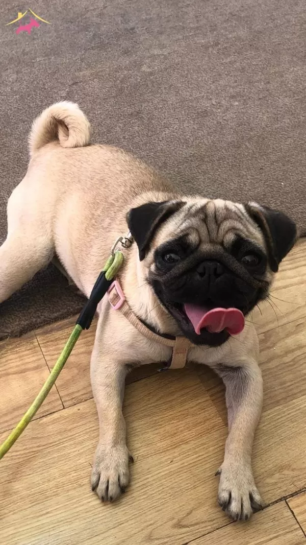 Pug Balşeker yavrular