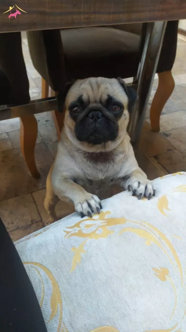 Pug Balşeker yavrular
