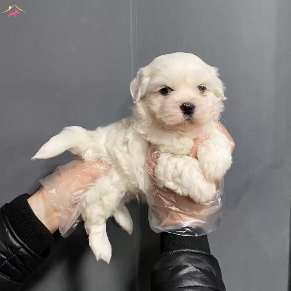 Tea Cup Kore Tip Maltese Terrier Bebeklerimiz