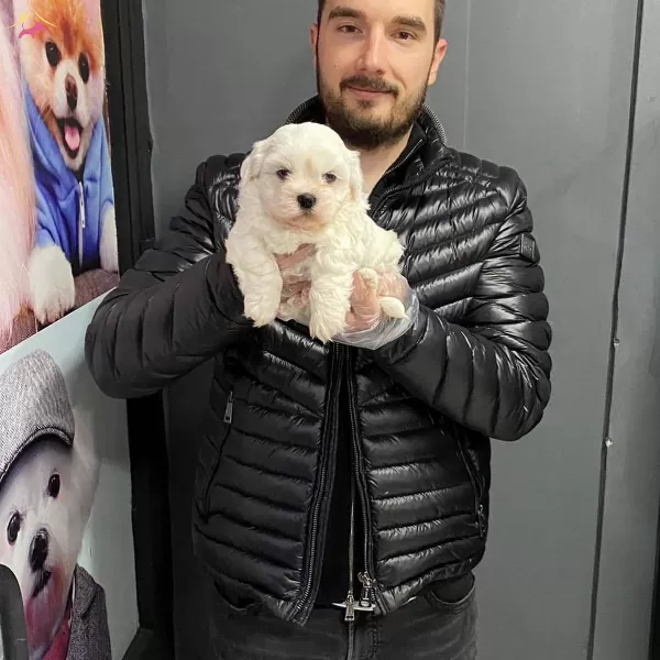 Tea Cup Kore Tip Maltese Terrier Bebeklerimiz