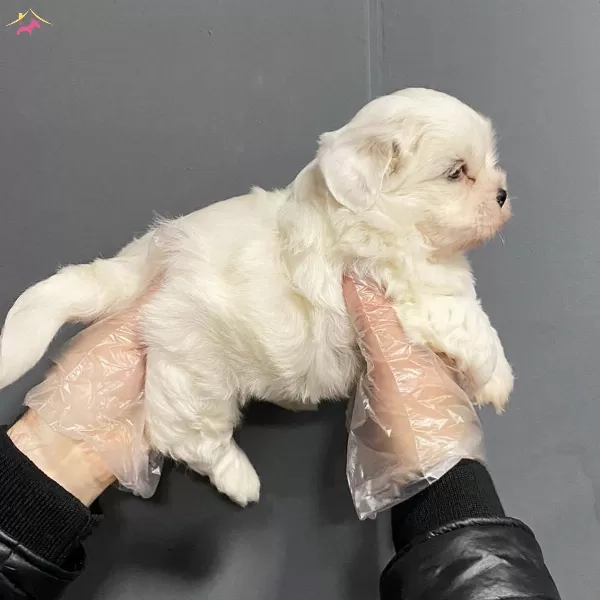 Tea Cup Kore Tip Maltese Terrier Bebeklerimiz