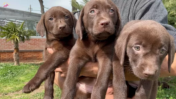 Siyah Kahverengi Yada Krem Sampanya Labrador Yavrularımız