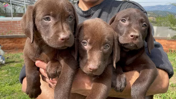 Siyah Kahverengi Yada Krem Sampanya Labrador Yavrularımız