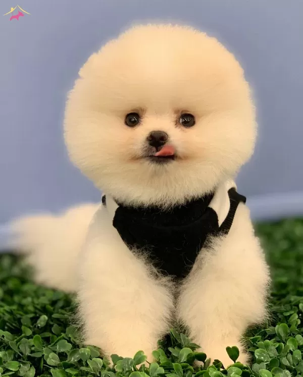 Saf Pomeranian Boo Yavrularının Adresi
