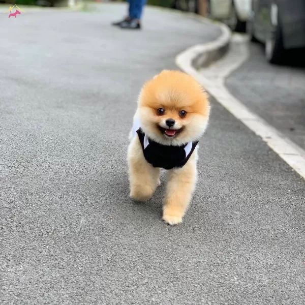 Saf Pomeranian Boo Isteyenlere