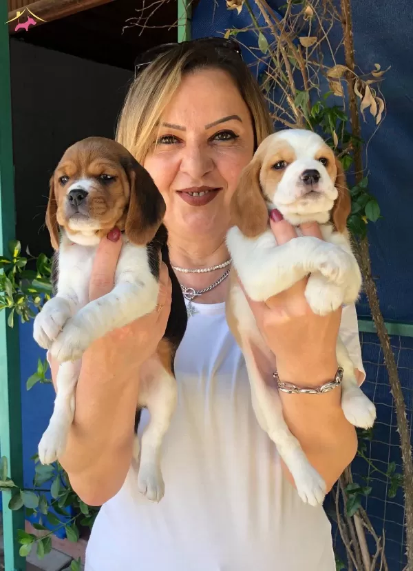 Sevimli Oyuncu Beagle Yavrularımız
