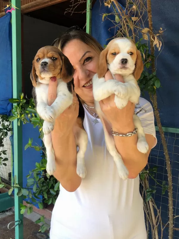 Sevimli Oyuncu Beagle Yavrularımız