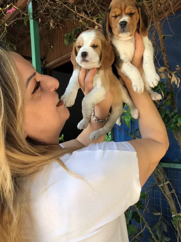 Sevimli Oyuncu Beagle Yavrularımız