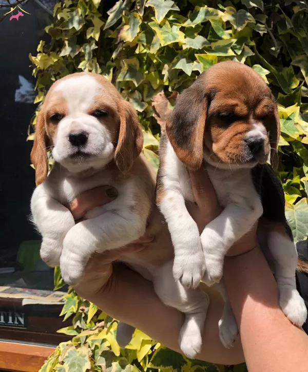 Uretim Ciftliginden Harika Beagle Yavrularımız