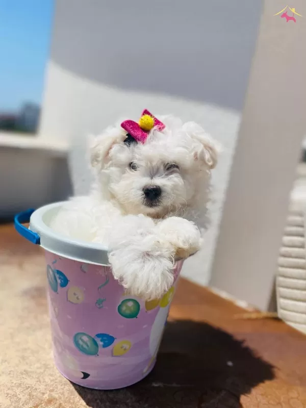 Maltesse Terrier Sıfır Numara
