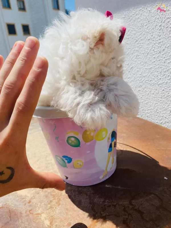 Maltesse Terrier Sıfır Numara