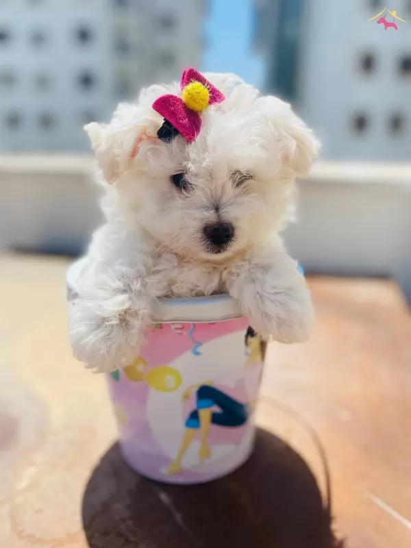 Maltesse Terrier Sıfır Numara