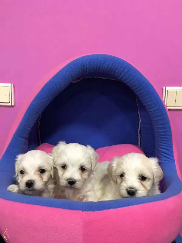 Irk ve Sağlık Garantili Maltese Terrier Bebeklerimiz