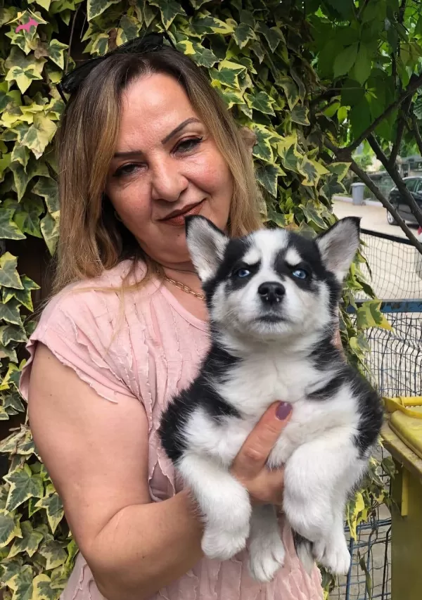 Maskeli Muhteşem Sibirya Husky Yavrularımız