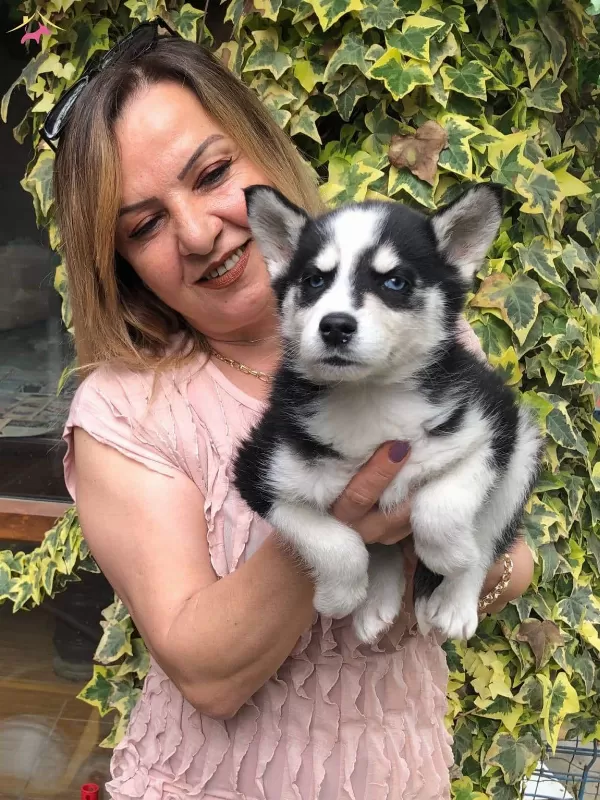 Maskeli Muhteşem Sibirya Husky Yavrularımız
