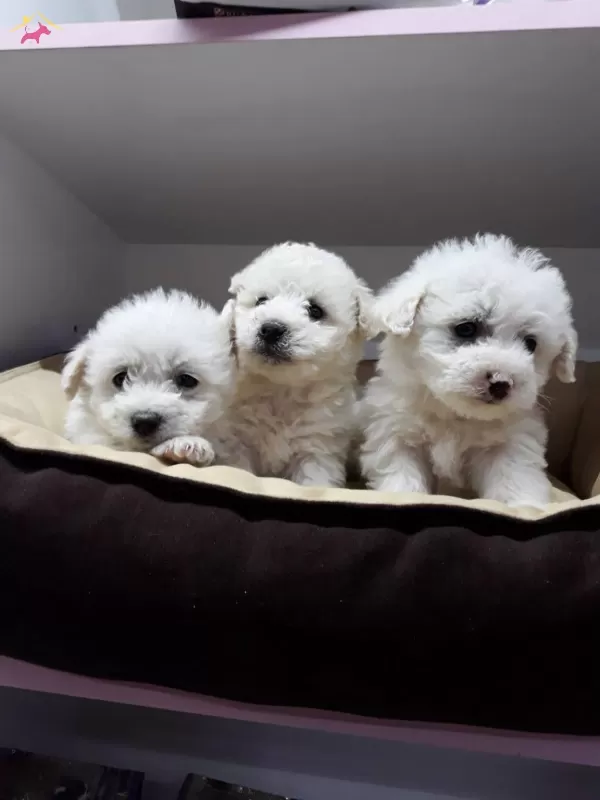 Maltesse Terrier Numara