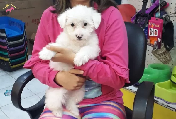 Maltesse Terrier Numara