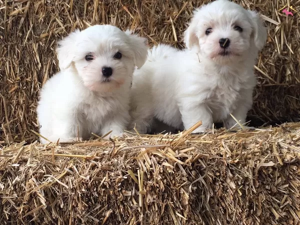 Irk Ve Saglik Garantili Maltese Terrier Bebeklerimiz