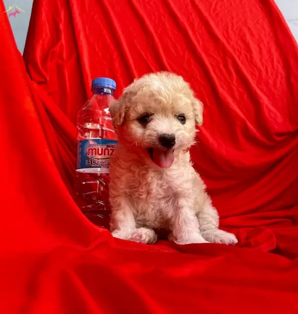 Sevimli Maltipoo Yavrular