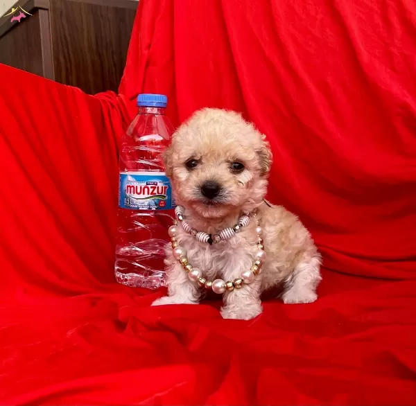 Sevimli Maltipoo Yavrular