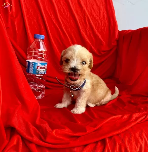 Sevimli Maltipoo Yavrular