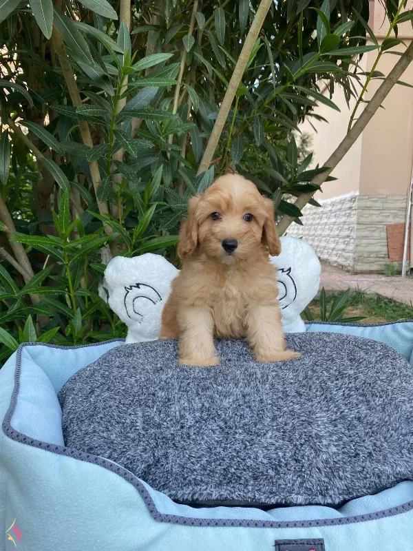 Biblo Bebek Maltipoo