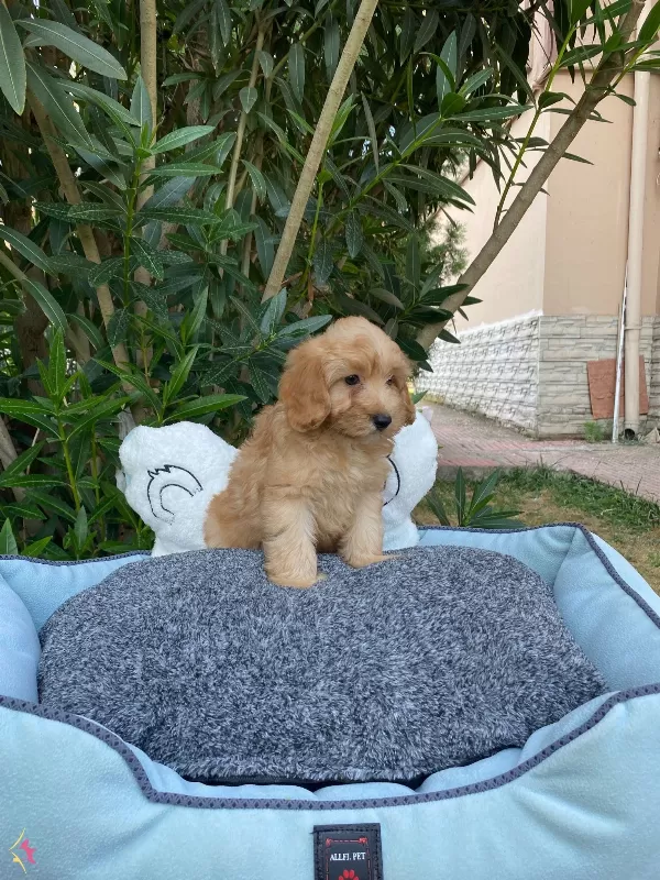 Biblo Bebek Maltipoo