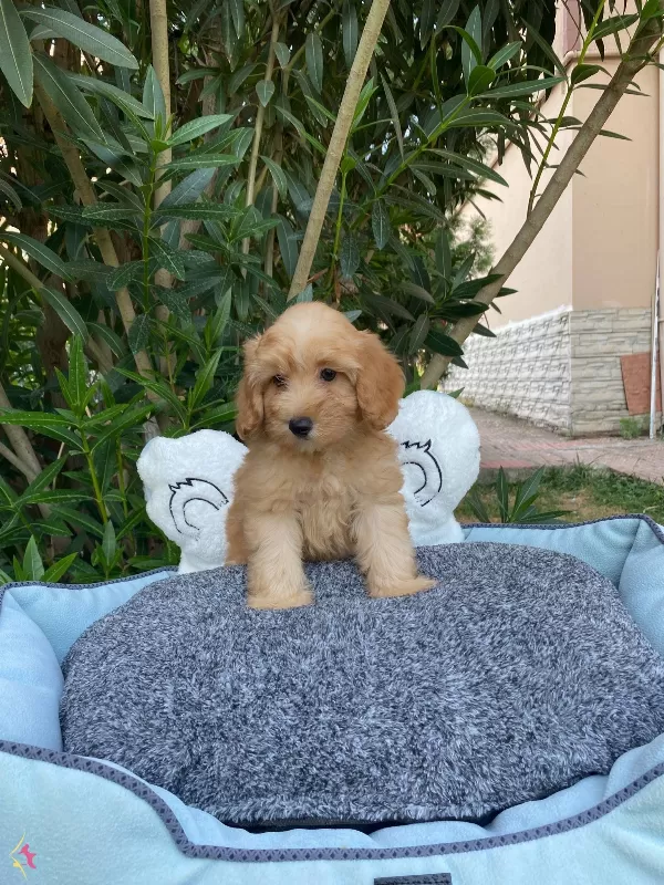 Biblo Bebek Maltipoo