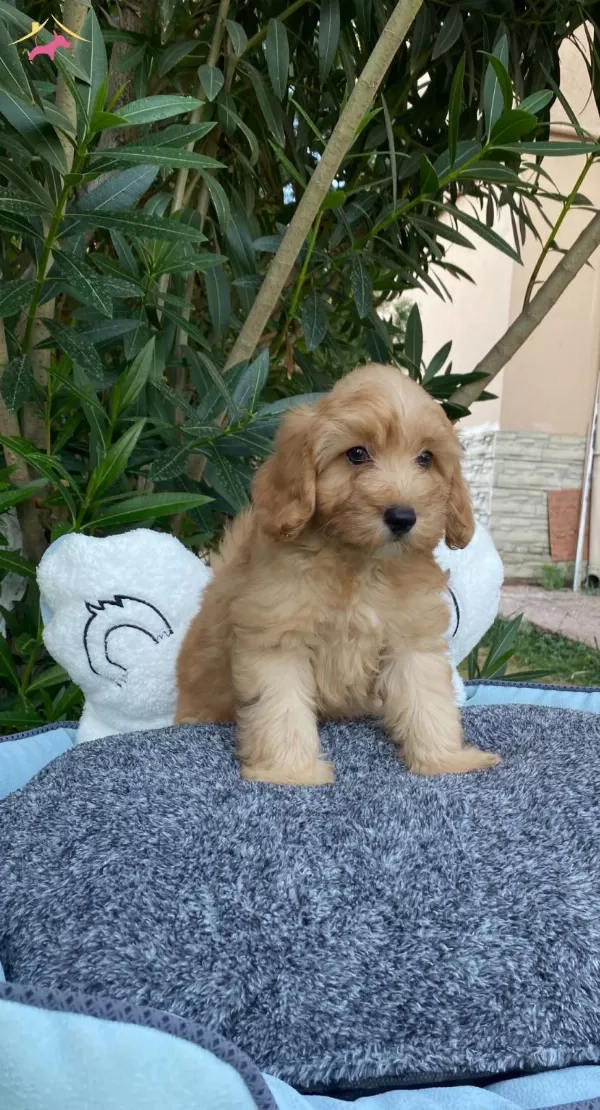 Biblo Bebek Maltipoo