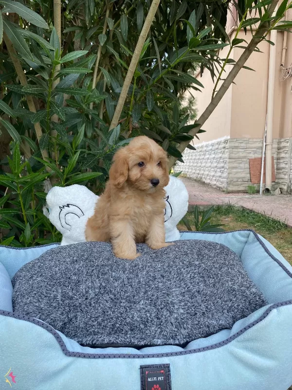 Biblo Bebek Maltipoo