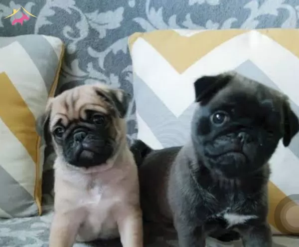 Ulusalarası Secereli Pug Yavrularımız
