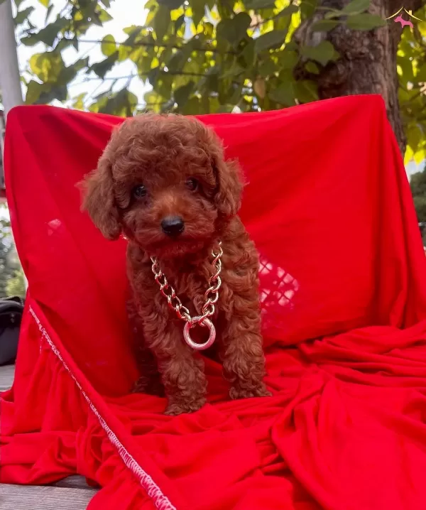 Bebek Surat Wc Eğitimli Mikrocipli Toy Poodle