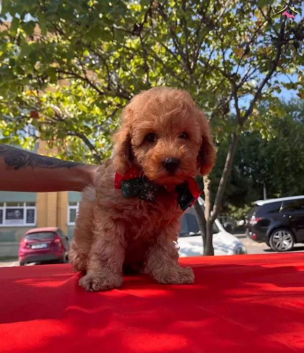 Bebek Surat Wc Eğitimli Mikrocipli Toy Poodle