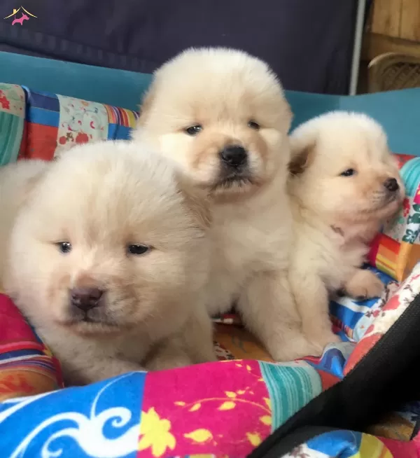 Uretim Ciftliginden Pofuduk Chow Chow Yavruları