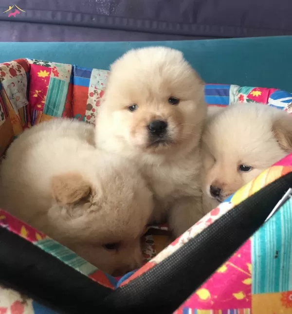Uretim Ciftliginden Pofuduk Chow Chow Yavruları