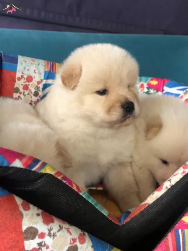 Uretim Ciftliginden Pofuduk Chow Chow Yavruları