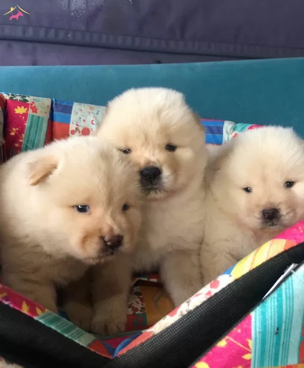 Uretim Ciftliginden Pofuduk Chow Chow Yavruları