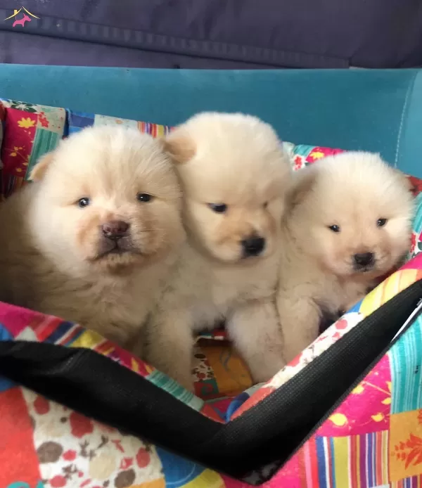 Uretim Ciftliginden Pofuduk Chow Chow Yavruları