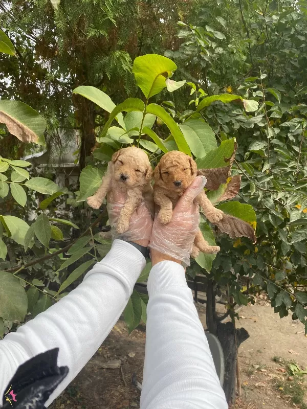 Uyari Yemesi Hissi Uyandiran Toy Poodle Yavrularımiz