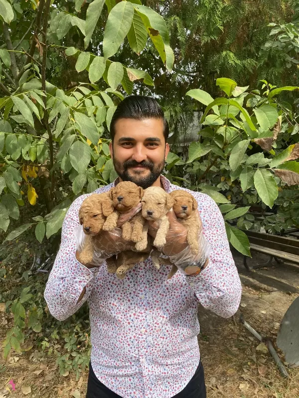 Uyari Yemesi Hissi Uyandiran Toy Poodle Yavrularımiz