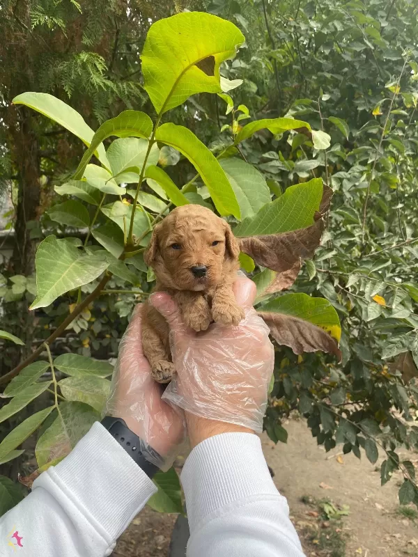 Uyari Yemesi Hissi Uyandiran Toy Poodle Yavrularımiz